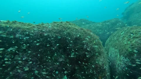 Thousands of Tiny Fish Along a Rocky Coastline Stock Footage 254265690