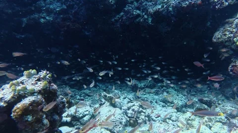 Thousands of tiny fish chasing and playing inside underwater cave Stock Footage 345505089