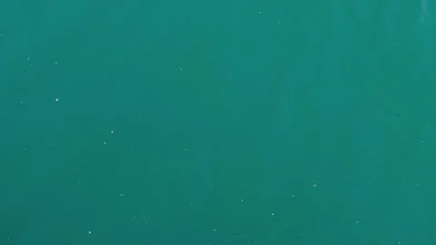 Thousands of tiny fish fry swimming in the sea near water surface Stock Footage 131103843
