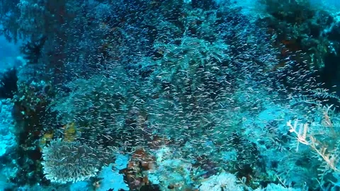Thousands of tiny fish surrounding coral Stock Footage 130242398