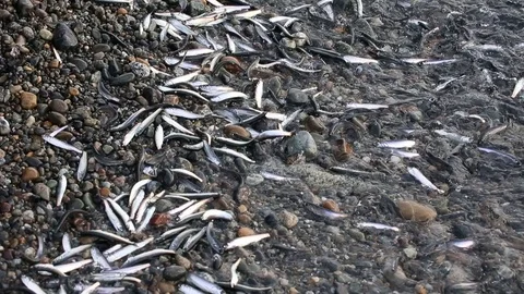 Thousands of tiny fish washed up to shore at White Rock Beach Stock Footage 122038246