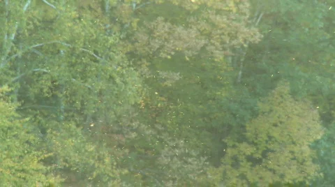 Thousands of tiny insects flying around Stock Footage 269375