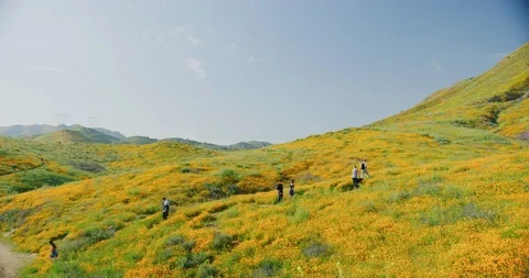 Thousands of tourists at Walker Canyon visiting the rare Poppy Fields. Stock Footage 115093110