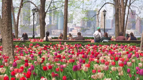 Thousands of Tulips bloom at Pump House Park in Brookfields Place in New York. Stock-Footage 321309473
