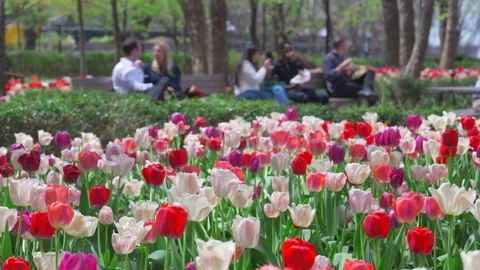 Thousands of Tulips bloom at Pump House Park in Brookfields Place in New York. Stock Footage 321310988