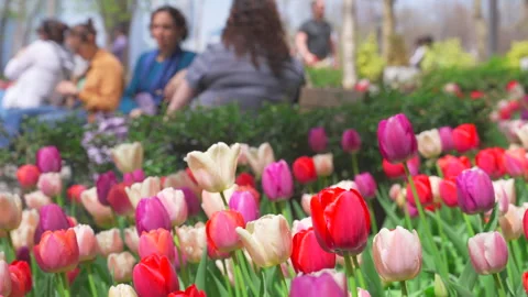 Thousands of Tulips bloom at Pump House Park in Brookfields Place in New York. Stock Footage 321311983