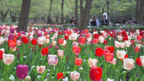 Thousands of Tulips bloom at Pump House Park in Brookfields Place in New York. Stock Footage 321314223