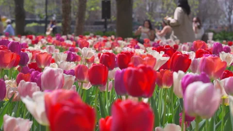 Thousands of Tulips bloom at Pump House Park in Brookfields Place in New York. Video stock 321315108