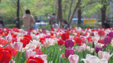 Thousands of Tulips bloom at Pump House Park in Brookfields Place in New York. Stock Footage 321315414