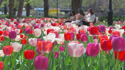 Thousands of Tulips bloom at Pump House Park in Brookfields Place in New York. Stock Footage 321315984