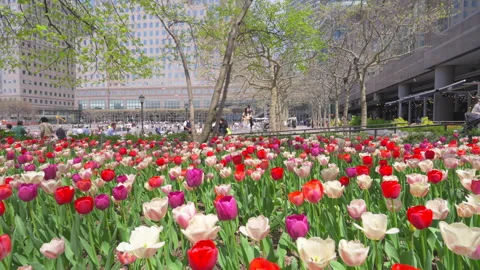 Thousands of Tulips bloom at Pump House Park in Brookfields Place in New York. Stock Footage 321317013