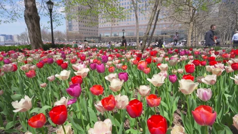 Thousands of Tulips bloom at Pump House Park in Brookfields Place in New York. Stock-Footage 321319203
