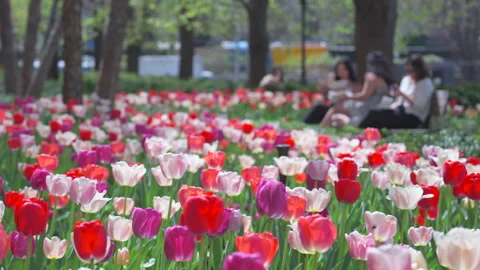 Thousands of Tulips bloom at Pump House Park in Brookfields Place in New York. Video stock 321319962