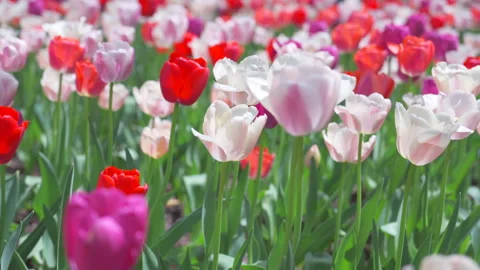 Thousands of Tulips bloom at Pump House Park in Brookfields Place in New York. Stock Footage 321320409