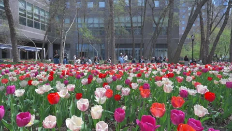 Thousands of Tulips bloom at Pump House Park in Brookfields Place in New York. Stock Footage 321320432