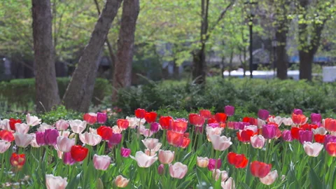Thousands of Tulips bloom at Pump House Park in Brookfields Place in New York. Stock Footage 321320584