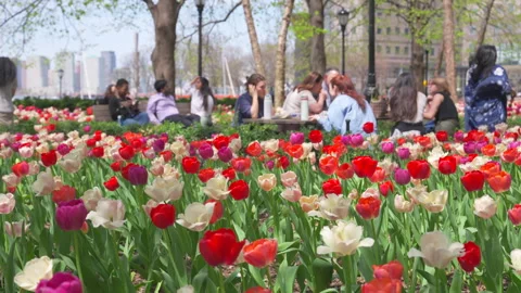 Thousands of Tulips bloom at Pump House Park in Brookfields Place in New York. Video stock 321321701