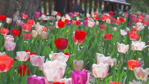 Thousands of Tulips bloom at Pump House Park in Brookfields Place in New York. Video stock 321329801