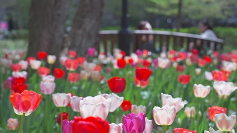 Thousands of Tulips bloom at Pump House Park in Brookfields Place in New York. Stock Footage 321353678