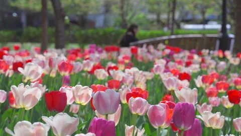 Thousands of Tulips bloom at Pump House Park in Brookfields Place in New York. Video stock 321365401