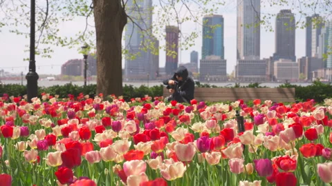 Thousands of Tulips bloom at Pump House Park in Brookfields Place in New York. Stock-Footage 321367737