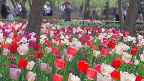 Thousands of Tulips bloom at Pump House Park in Brookfields Place in New York. Video stock 321369302