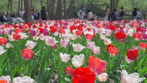 Thousands of Tulips bloom at Pump House Park in Brookfields Place in New York. Stock Footage 321370907