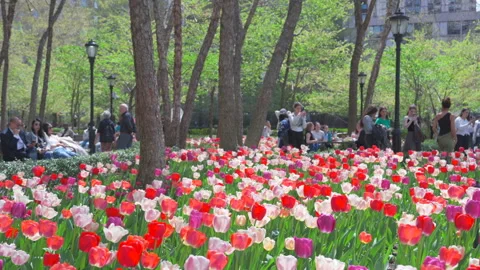 Thousands of Tulips bloom at Pump House Park in Brookfields Place in New York. Stock-Footage 321371084