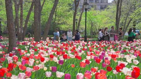 Thousands of Tulips bloom at Pump House Park in Brookfields Place in New York. Stock-Footage 321371713