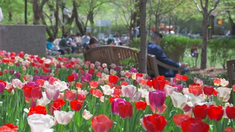 Thousands of Tulips bloom at Pump House Park in Brookfields Place in New York. Stock Footage 321375927