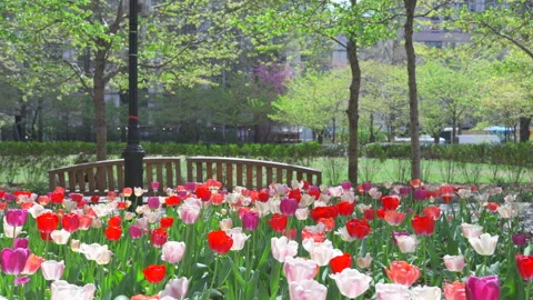Thousands of Tulips bloom at Pump House Park in Brookfields Place in New York. Video stock 321376018