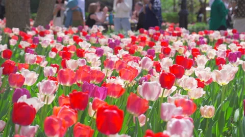Thousands of Tulips bloom at Pump House Park in Brookfields Place in New York. Stock-Footage 321377601