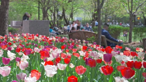 Thousands of Tulips bloom at Pump House Park in Brookfields Place in New York. Stock Footage 321379599