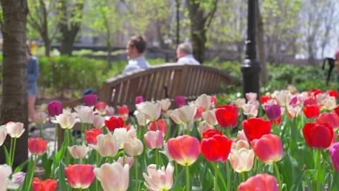 Thousands of Tulips bloom at Pump House Park in Brookfields Place in New York. Stock Footage 321379671