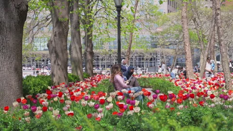 Thousands of Tulips bloom at Pump House Park in Brookfields Place in New York. Stock Footage 321379950