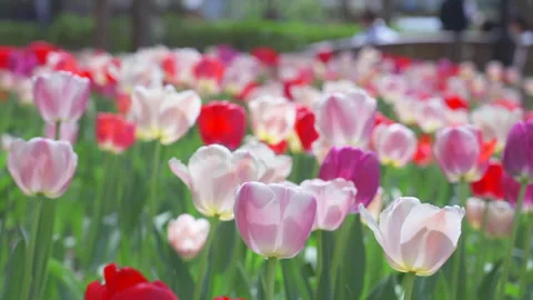 Thousands of Tulips bloom at Pump House Park in Brookfields Place in New York. Stock Footage 321381212