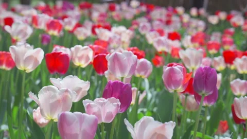 Thousands of Tulips bloom at Pump House Park in Brookfields Place in New York. Stock Footage 321381601