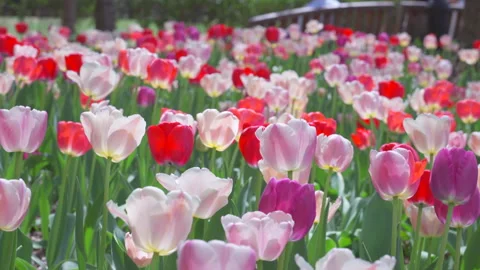 Thousands of Tulips bloom at Pump House Park in Brookfields Place in New York. Stock-Footage 321382219