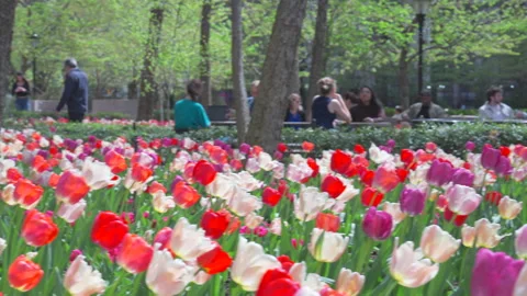 Thousands of Tulips bloom at Pump House Park in Brookfields Place in New York. Video stock 321383159
