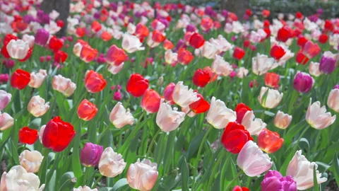 Thousands of Tulips bloom at Pump House Park in Brookfields Place in New York. Video stock 321383454