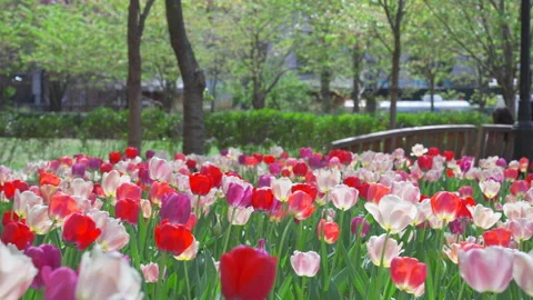 Thousands of Tulips bloom at Pump House Park in Brookfields Place in New York. Stock Footage 321384351
