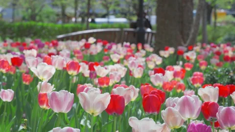 Thousands of Tulips bloom at Pump House Park in Brookfields Place in New York. Stock Footage 321384968