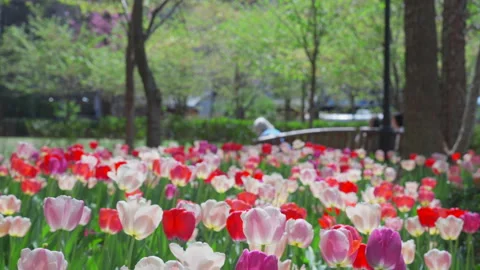 Thousands of Tulips bloom at Pump House Park in Brookfields Place in New York. Video stock 321386168