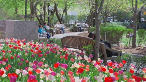 Thousands of Tulips bloom at Pump House Park in Brookfields Place in New York. Video stock 321387458