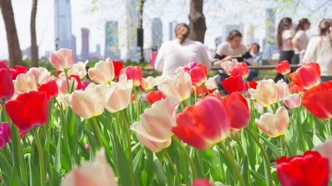 Thousands of Tulips bloom at Pump House Park in Brookfields Place in New York. Stock Footage 321389742