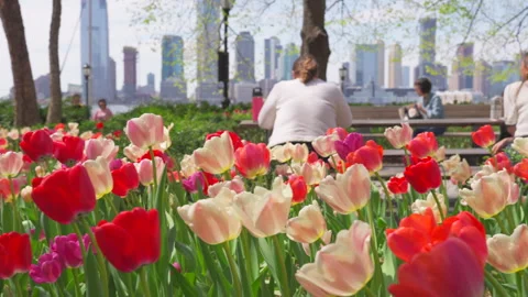 Thousands of Tulips bloom at Pump House Park in Brookfields Place in New York. Stock-Footage 321403245