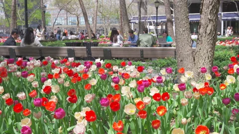 Thousands of Tulips bloom at Pump House Park in Brookfields Place in New York. Stock-Footage 321404043