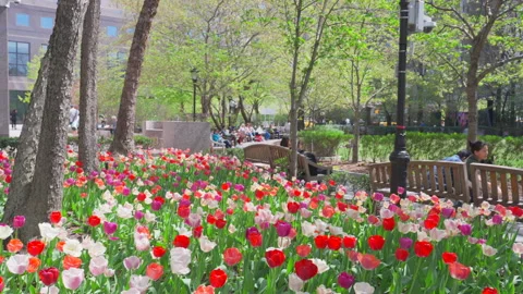 Thousands of Tulips bloom at Pump House Park in Brookfields Place in New York. Video stock 321410755
