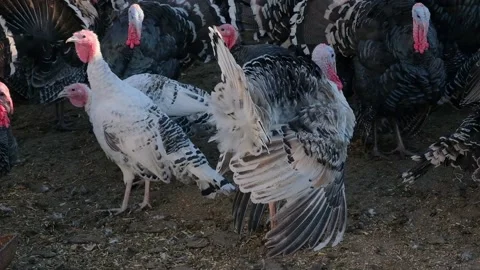 Thousands of turkeys graze in the pasture Stock Footage 166144766