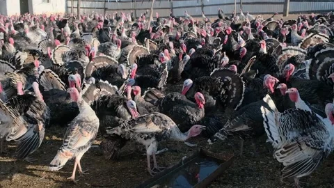 Thousands of turkeys graze in the pasture Stock Footage 166144793